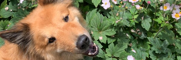 EdenStiffman Profile Banner