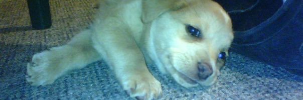 captain bty (🐝👔) banner