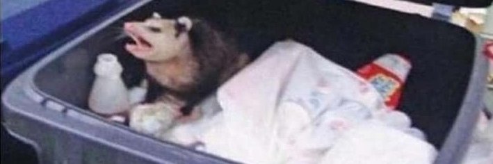 🩵Blue Taro🩵 banner