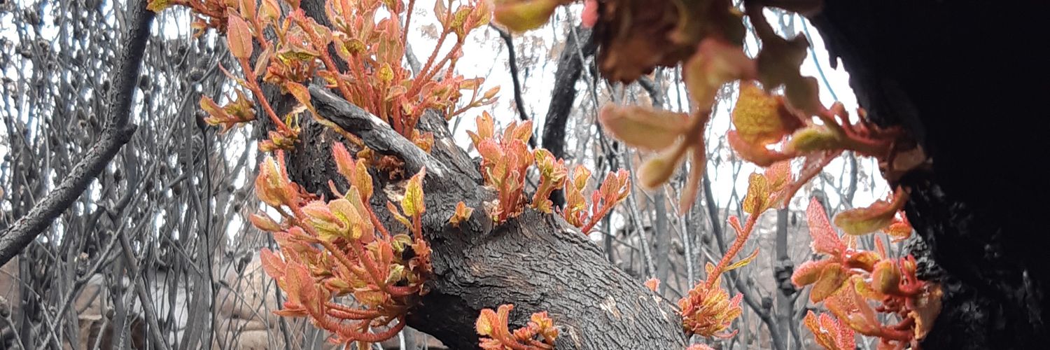 Stephanie Samson banner