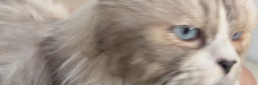 im not peepee banner