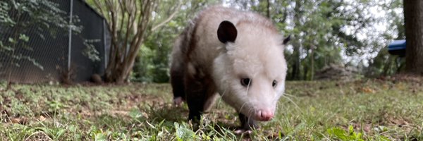 cloverjag Profile Banner