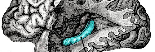 keroplant's profile banner image
