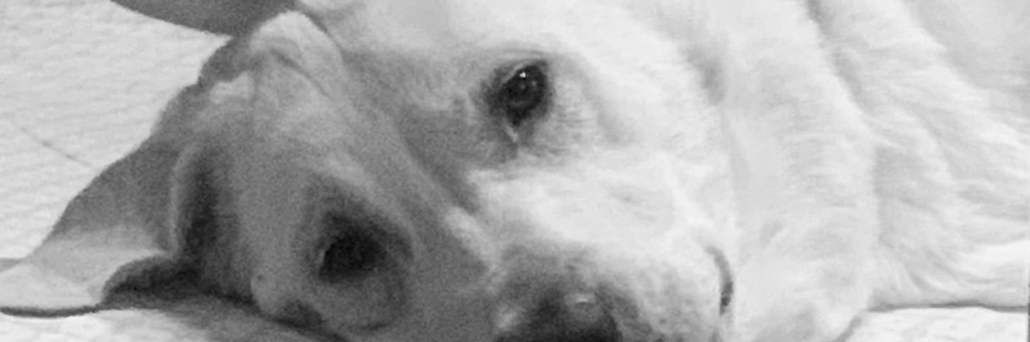 NoeliaGaricia's profile banner image