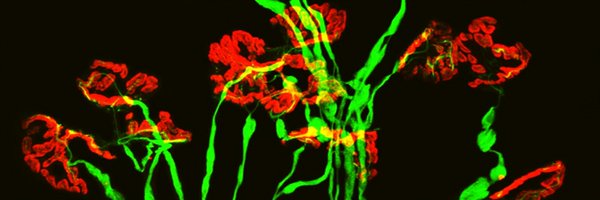 PeterOliverLab1 Profile Banner