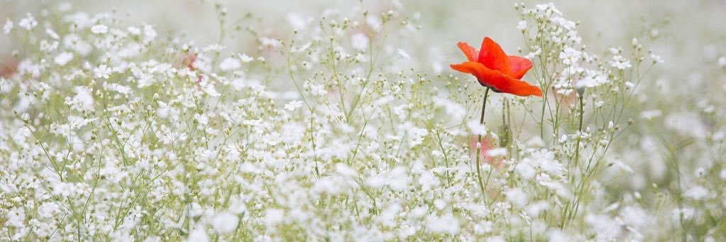 ShantalErlich's profile banner image