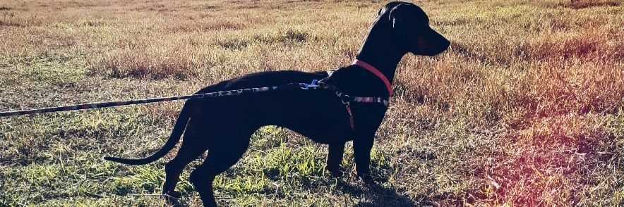 kookego's profile banner image