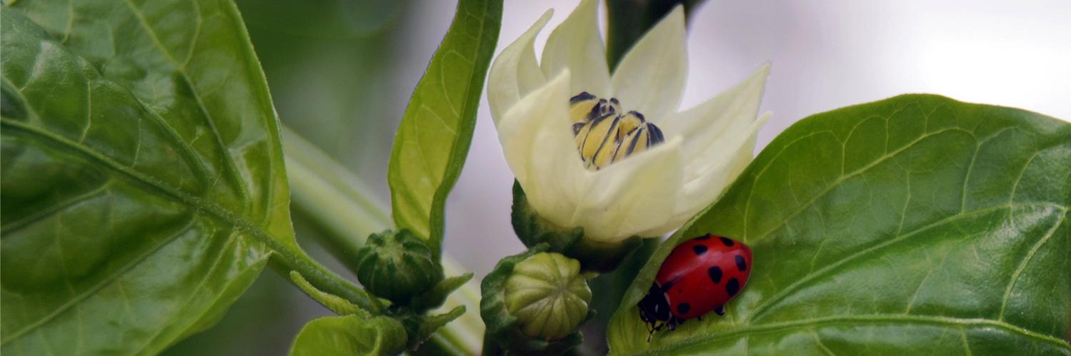Penn State Extension Veggies, Berries, Mushrooms banner