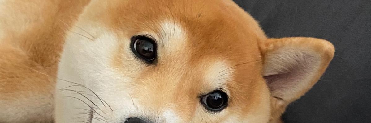 𝘿𝙖𝙣𝙞𝙚𝙡 𝙋. banner