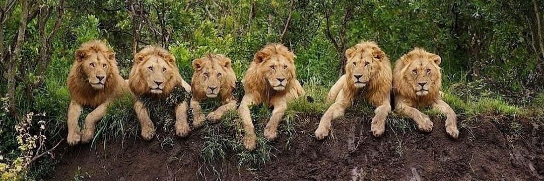 Stephen Welsh banner