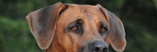 🇪🇸 Patri banner