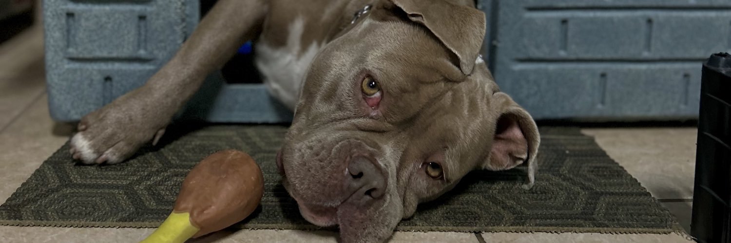 grossatoo's profile banner image