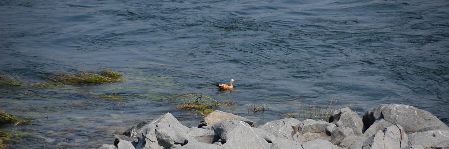 Shantala Hari Dass banner