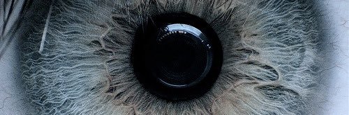 Youssef Shalaby banner