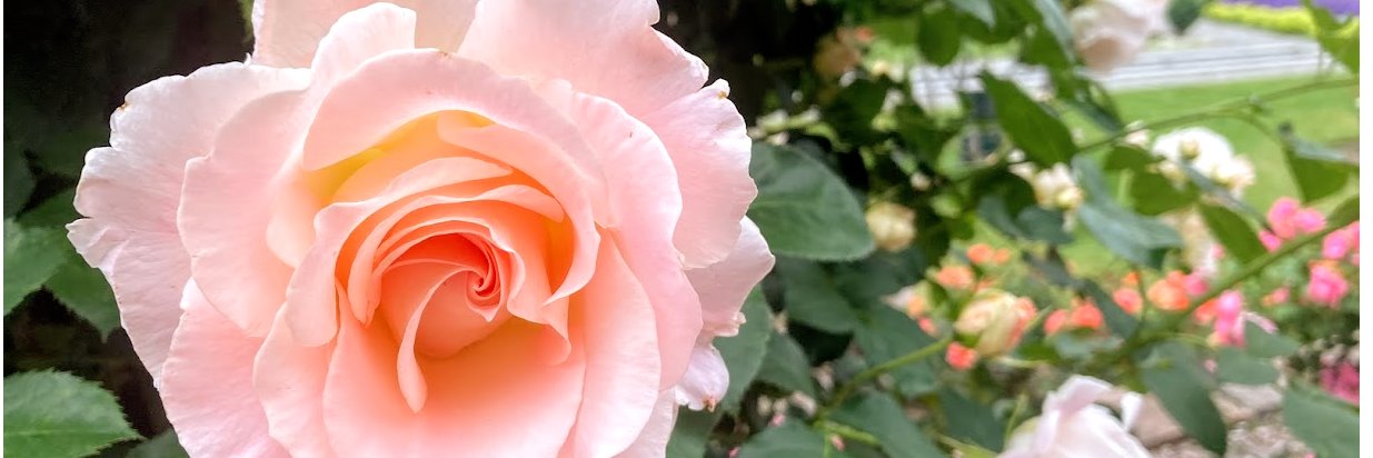 むらやようこ✨キラキラ社労士®🍶唎酒社労士® banner