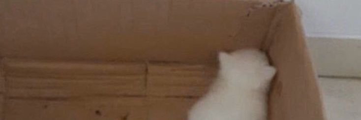 𝑫𝒚. banner