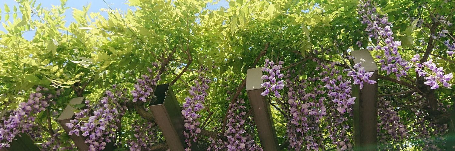 begoniatuberhy's profile banner image