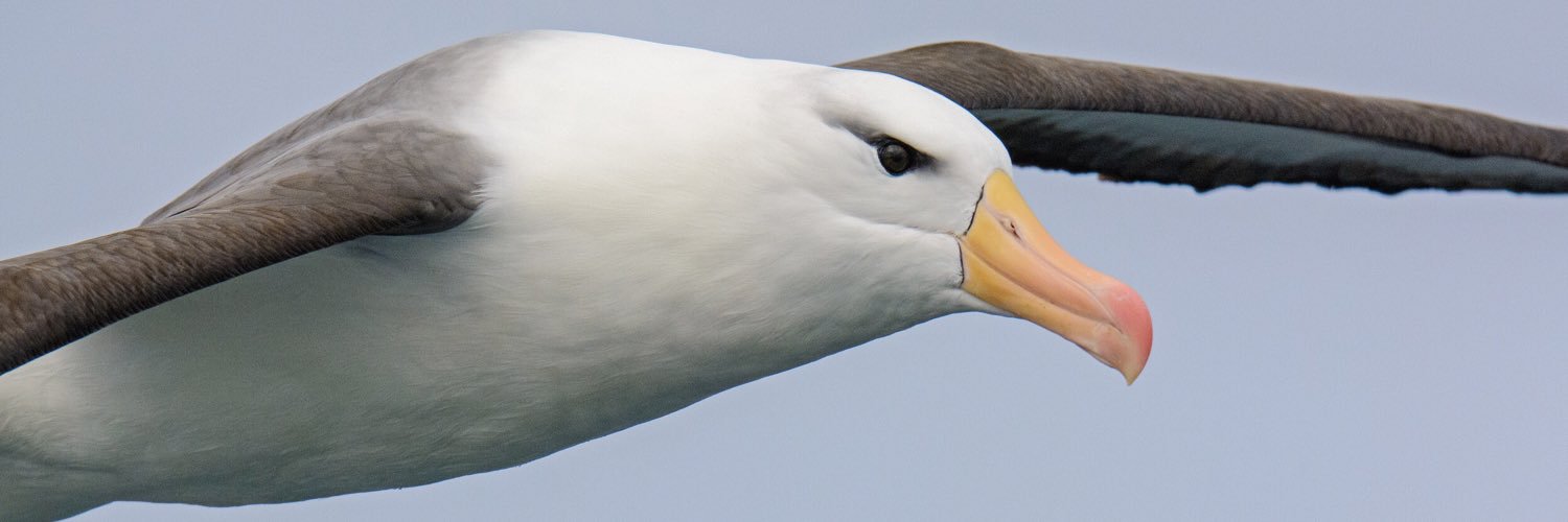 Birding Ecotours banner