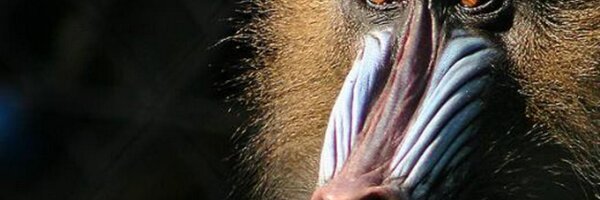 sabman Profile Banner