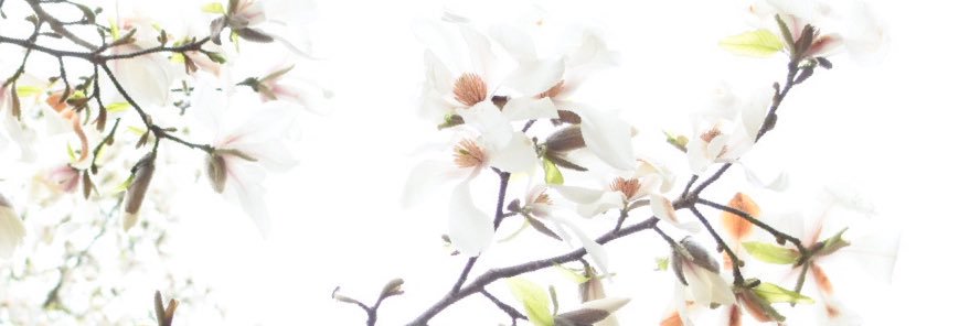 owl_nyanko's profile banner image