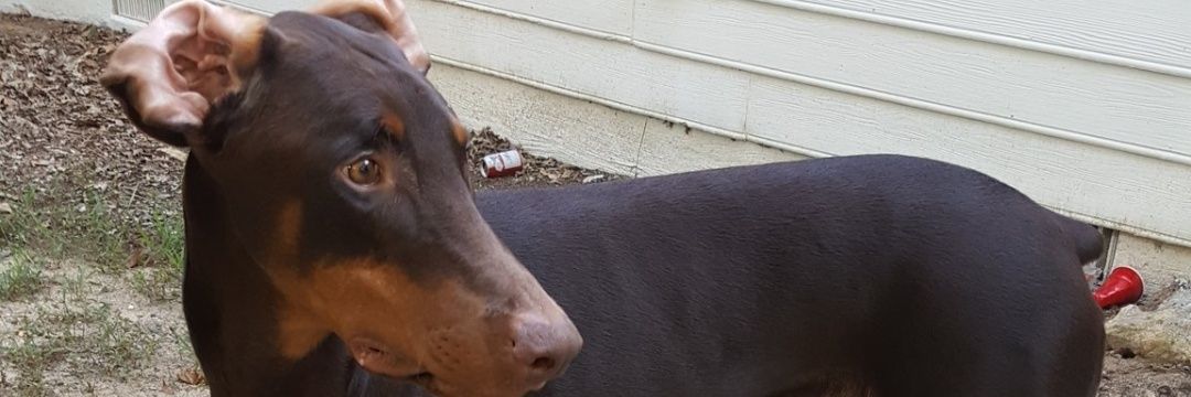 🥶🏴‍☠️ banner