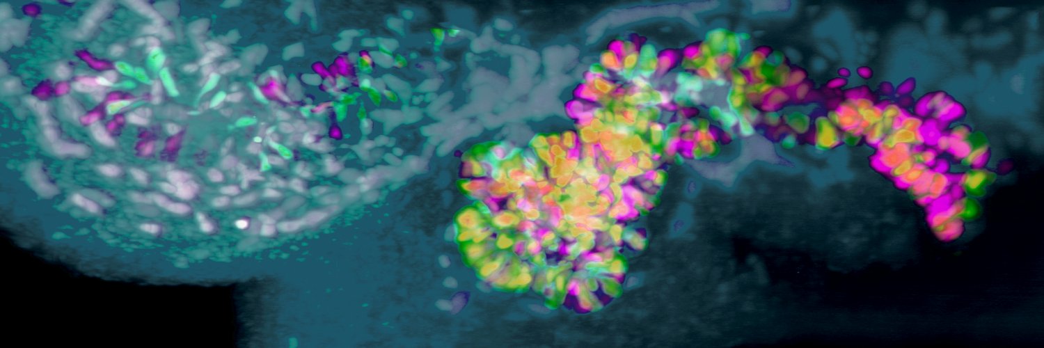 Spagnoli Lab's banner
