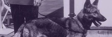 herringroup's profile banner image