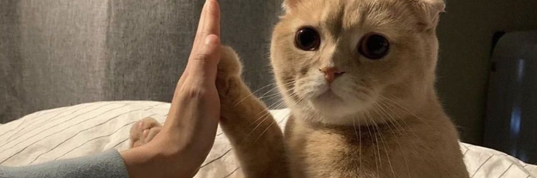 si_mint21's profile banner image