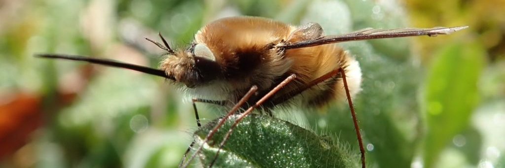 Tanyptera Project banner