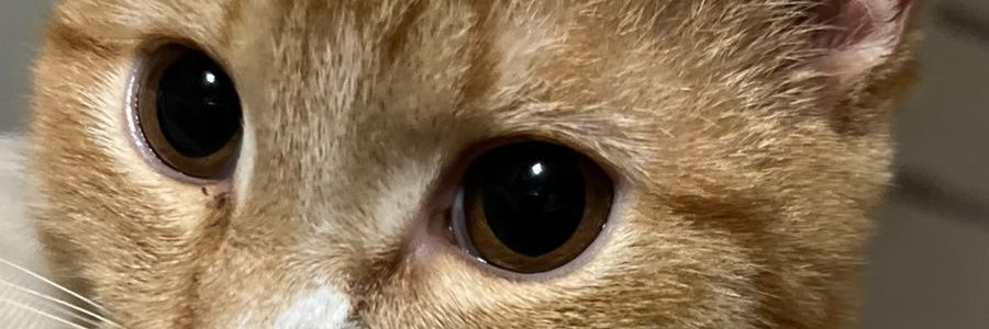 fresh_nik's profile banner image