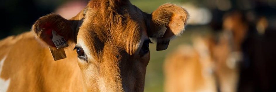 tilbarealdairy's profile banner image