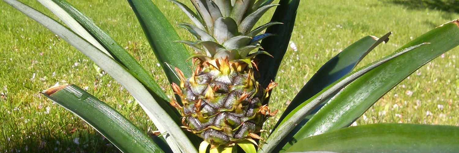 えりんこ☆パイナポー banner