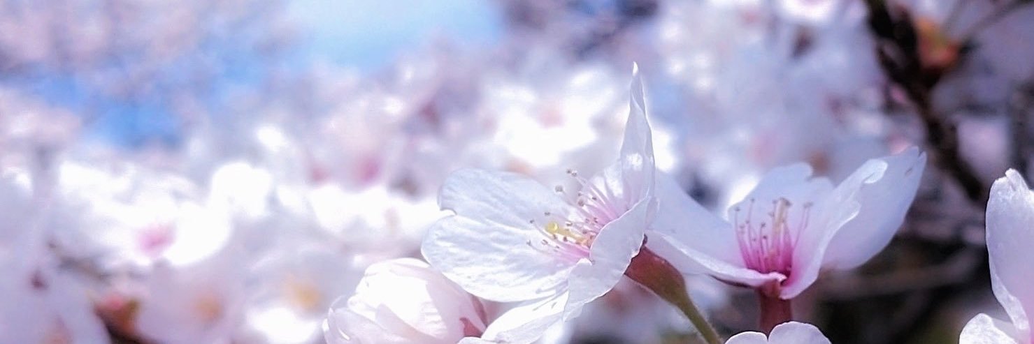 とも姐さん🇺🇸🇯🇵 banner