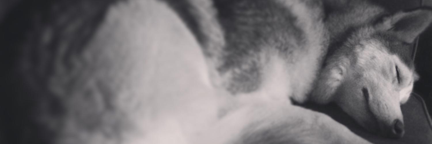Gorilla_Steve's profile banner image