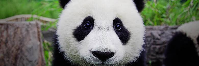 Baeby Bear 🐼 ᜑᜊᜒᜊᜒ banner