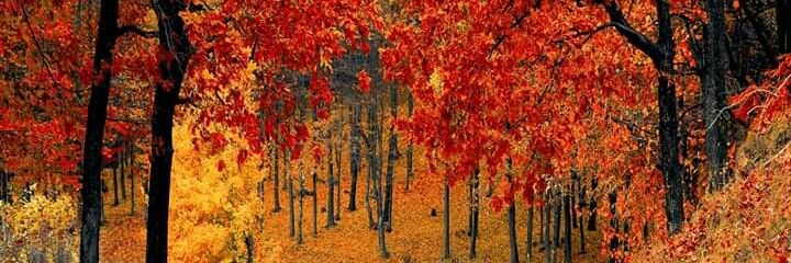 Iván Salinas banner