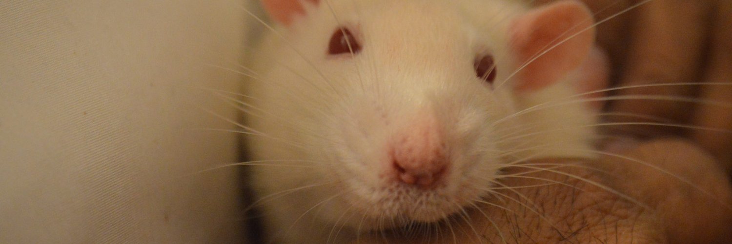 objectivepotato's profile banner image