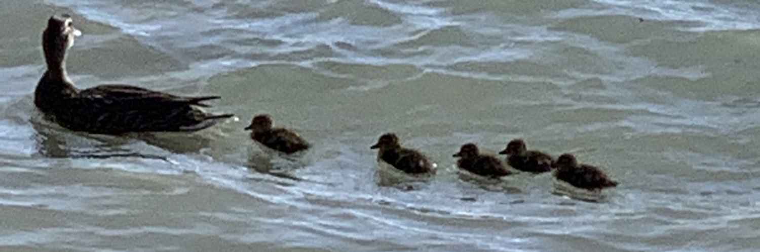 Mean Mr. Mustard 🇺🇦 🇭🇹 🇦🇫 🇺🇸 banner