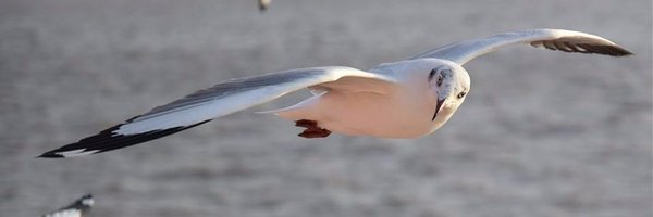 r0yds Profile Banner