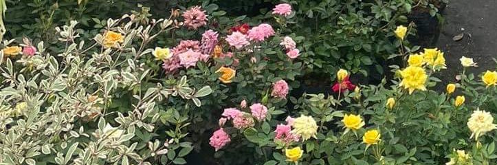 thewaldea's profile banner image