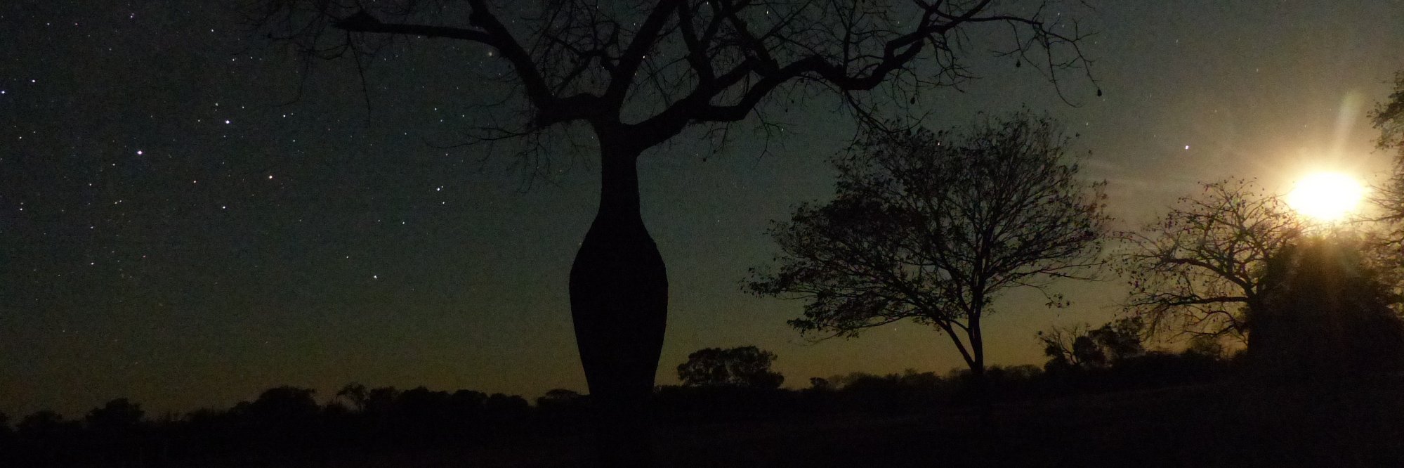 Hugodryas's profile banner image