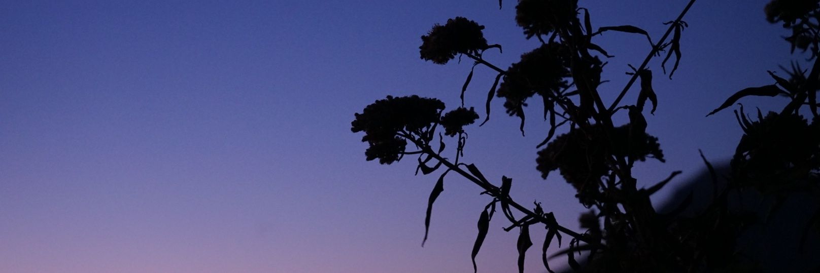 kokofsim's profile banner image