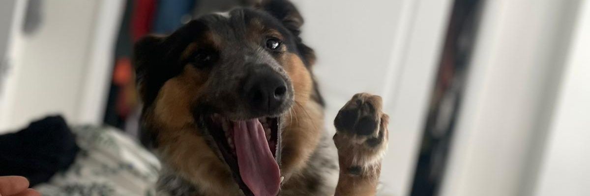 NumeroUno129's profile banner image