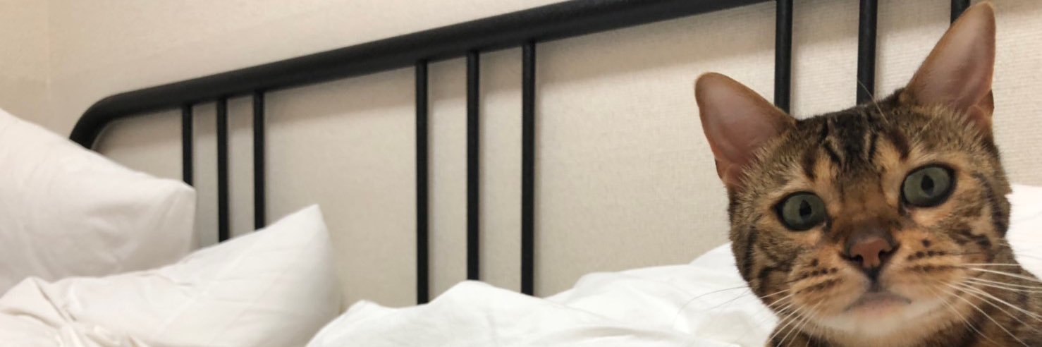 ﾊﾁﾁｬﾝ!!!! banner