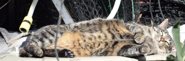 B6_neko Profile Banner