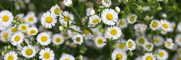 chachacitra Profile Banner