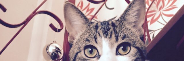 moopenguin's profile banner image