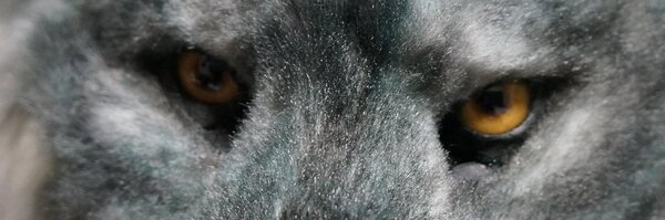 MikazukiKyo Profile Banner