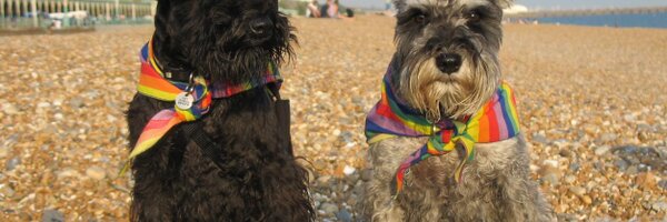 dogfriendlybrit Profile Banner