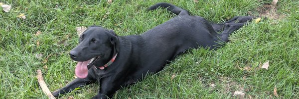 barflugnarven Profile Banner